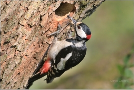 <p>STRAKAPOUD VELKÝ (Dendrocopos major) - /Great spotted woodpecker – Buntspecht/
</p>